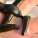 How to Bait a Hook for Worms, Minnows, and Leeches